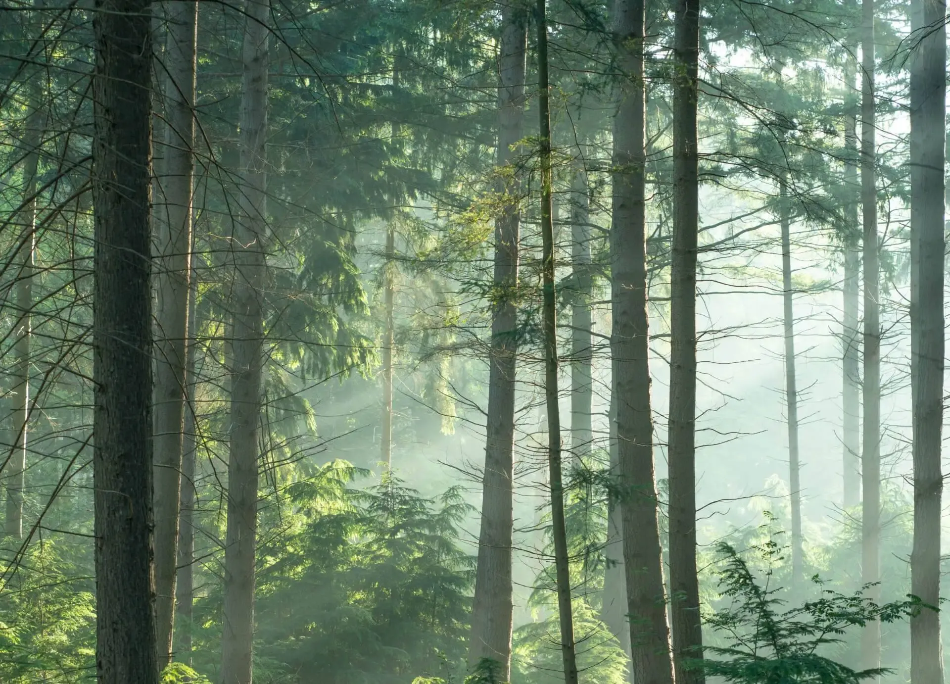 Image d'une forêt dense