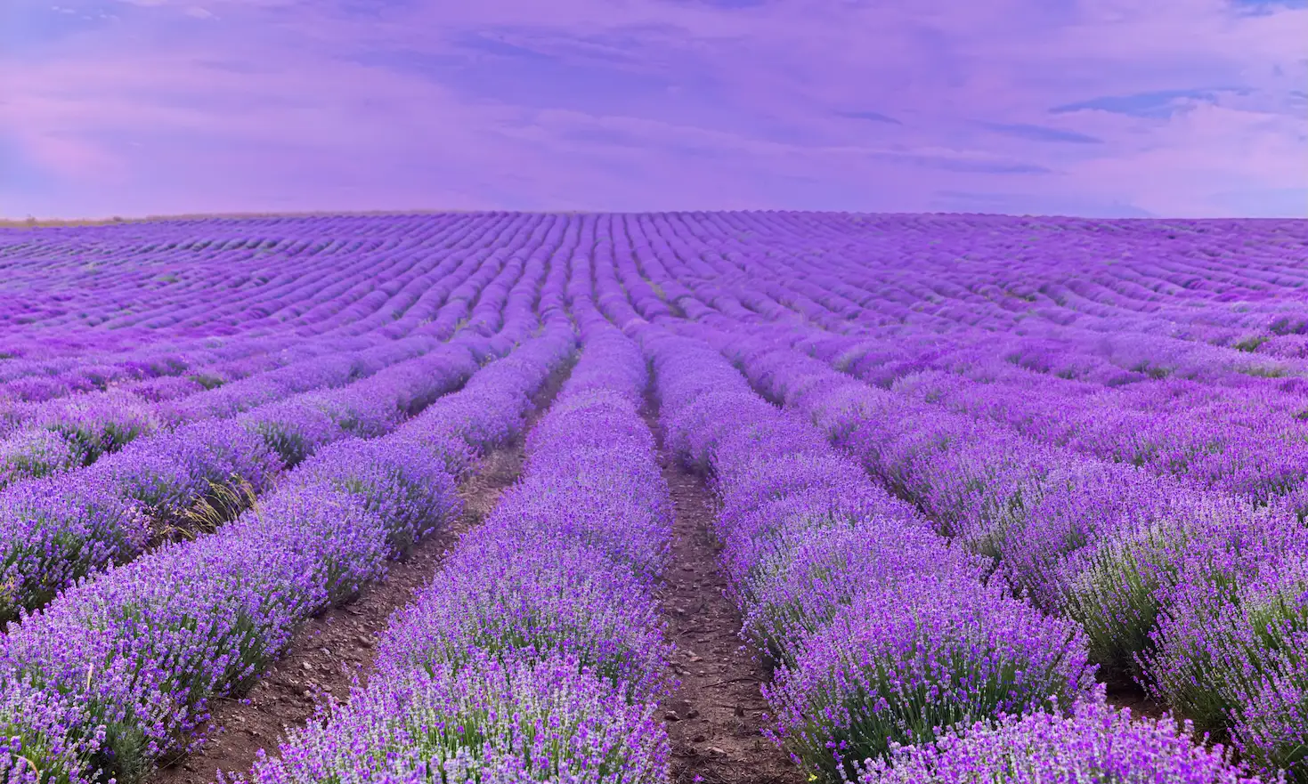 Champ de fleurs
