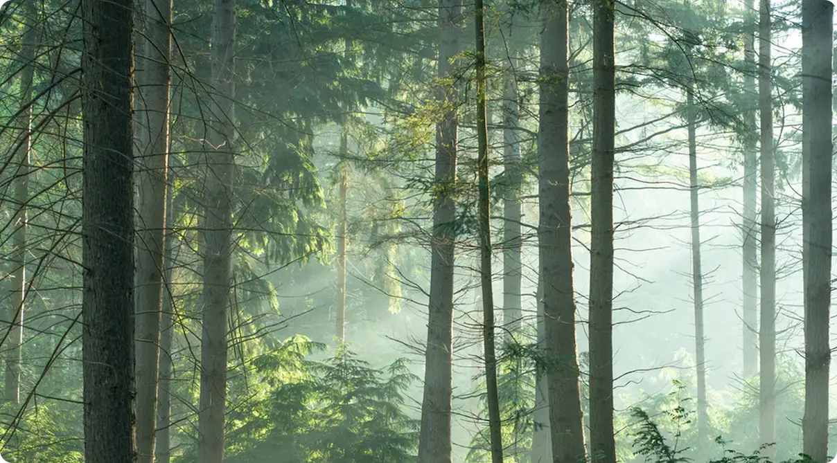 Forêt luxuriante