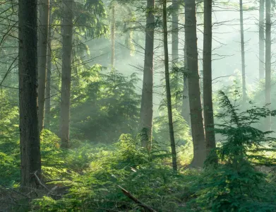 Image of a bright, green forest, symbolising ecological commitment with sustainable solutions such as renewable energy and environmentally friendly data centers.