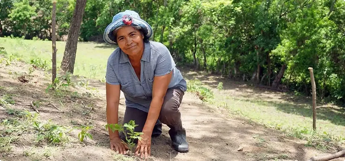 Photo of a woman planting a tree