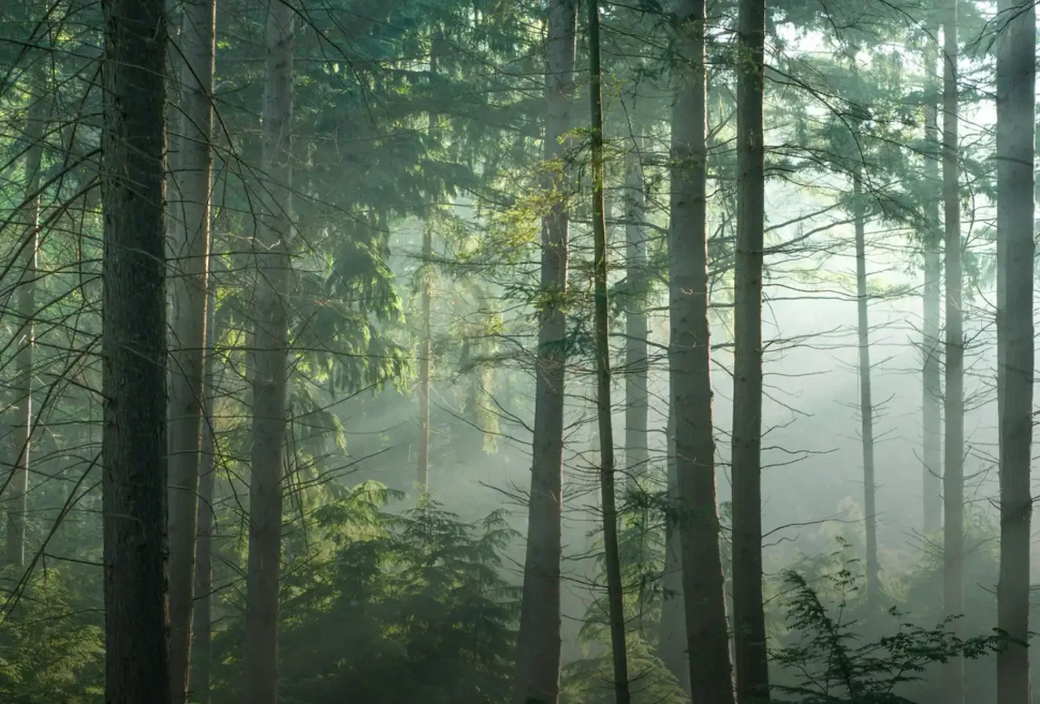 Image d'une forêt verdoyante et lumineuse avec un léger brouillard, accompagnée du texte 'Engagement écologique' et d'une invitation à découvrir les actions liées à la durabilité.