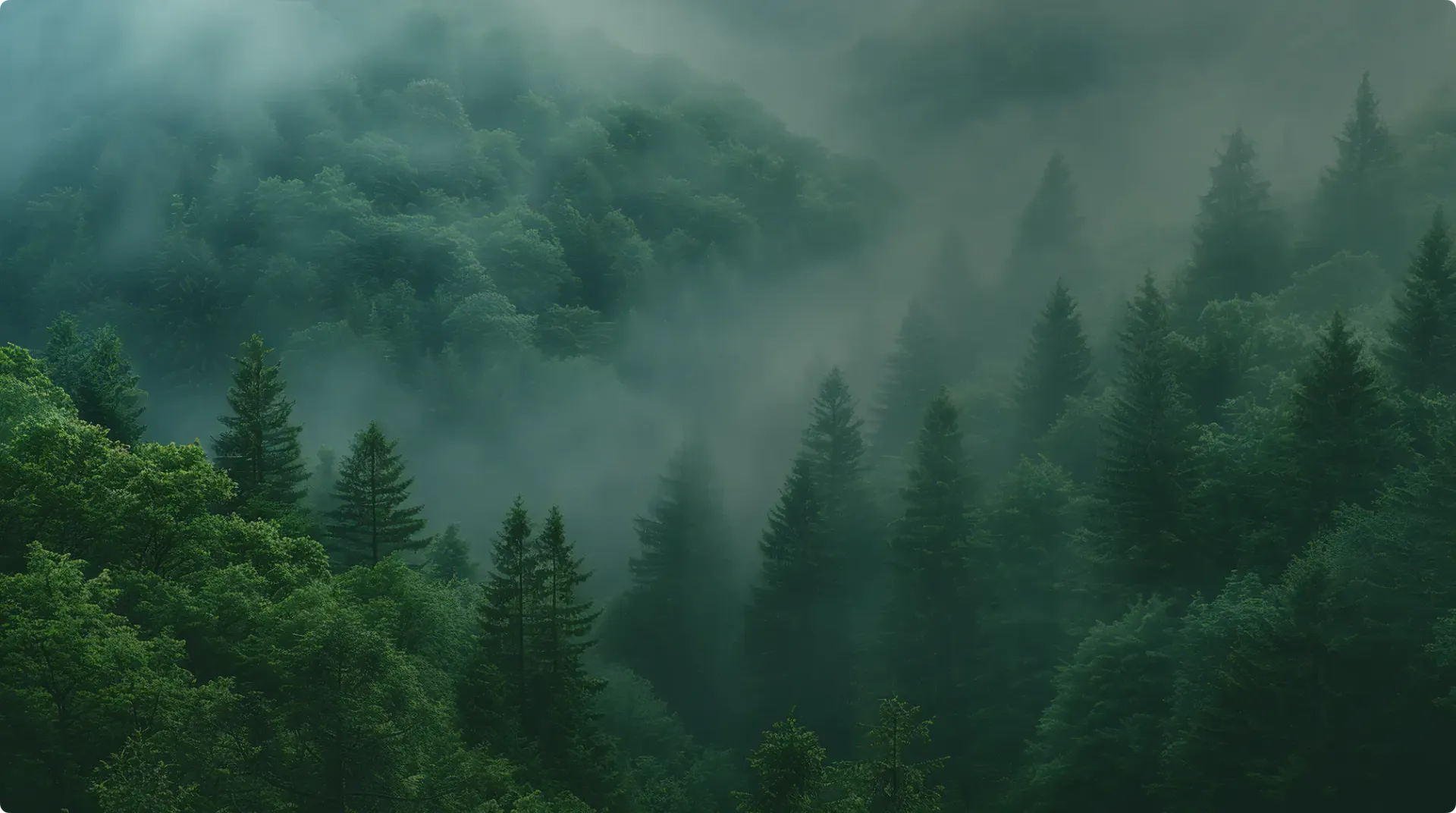 Photo of a green forest
