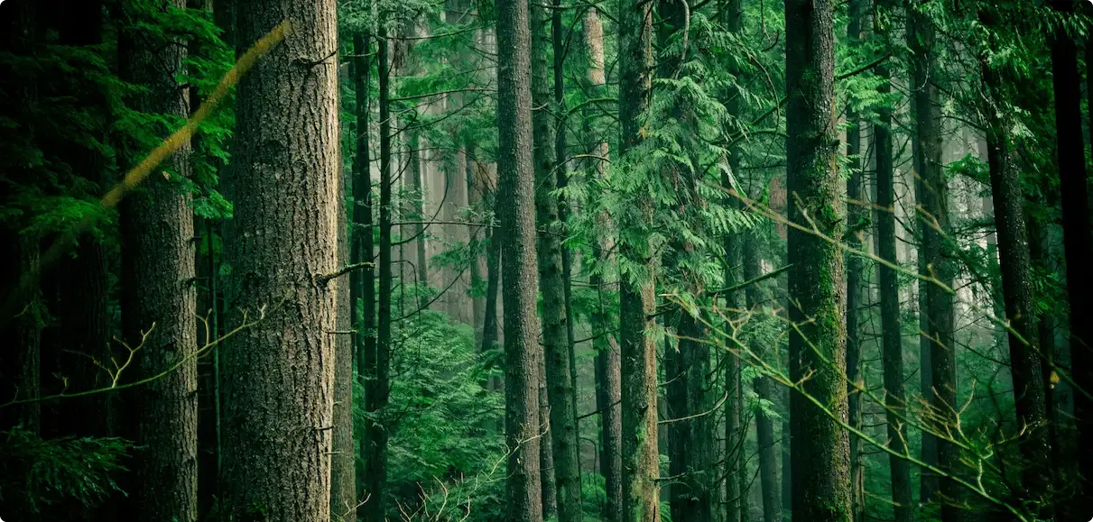 Photo d'une forêt