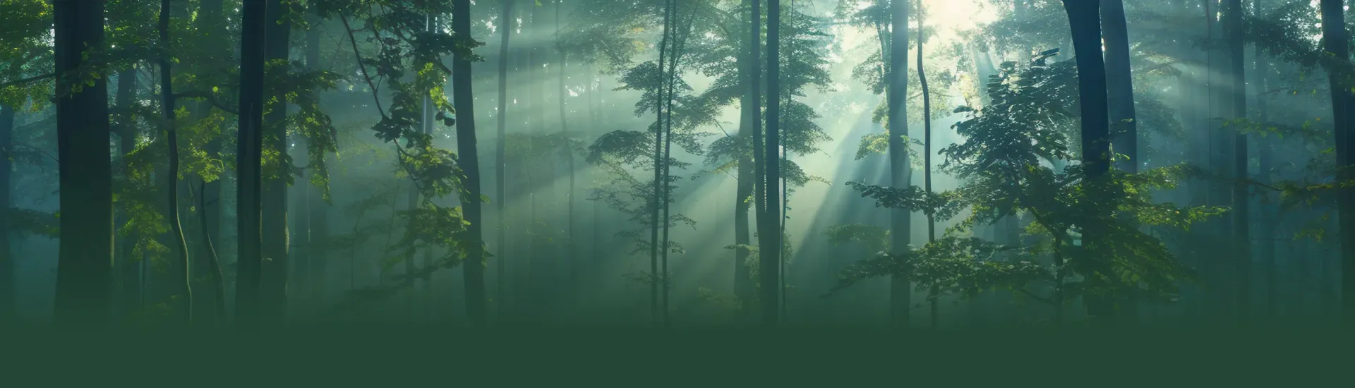 Image of a dense forest