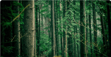 Image of a dense, green forest, accompanied by a text underlining the ecological commitment of a Cloud that uses 100% renewable energy, offsets its CO2 emissions and promotes energy efficiency in its data centers.