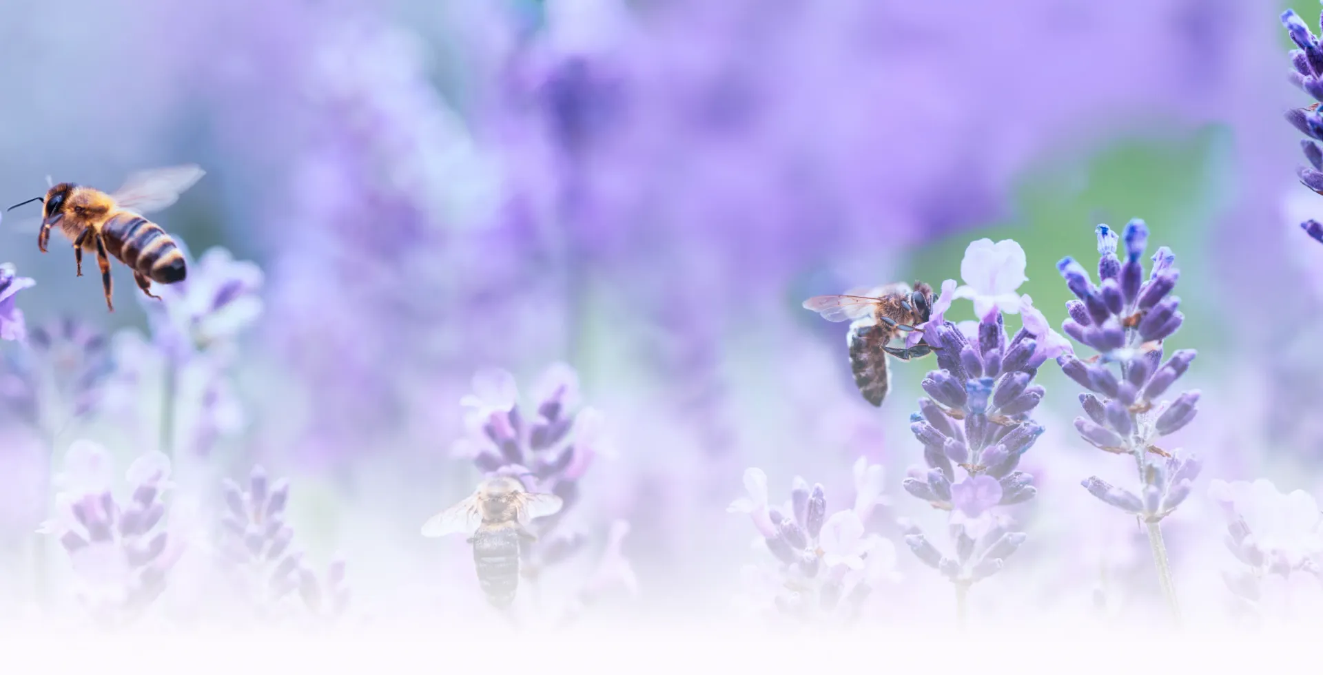 Image of bees collecting pollen from lavender flowers